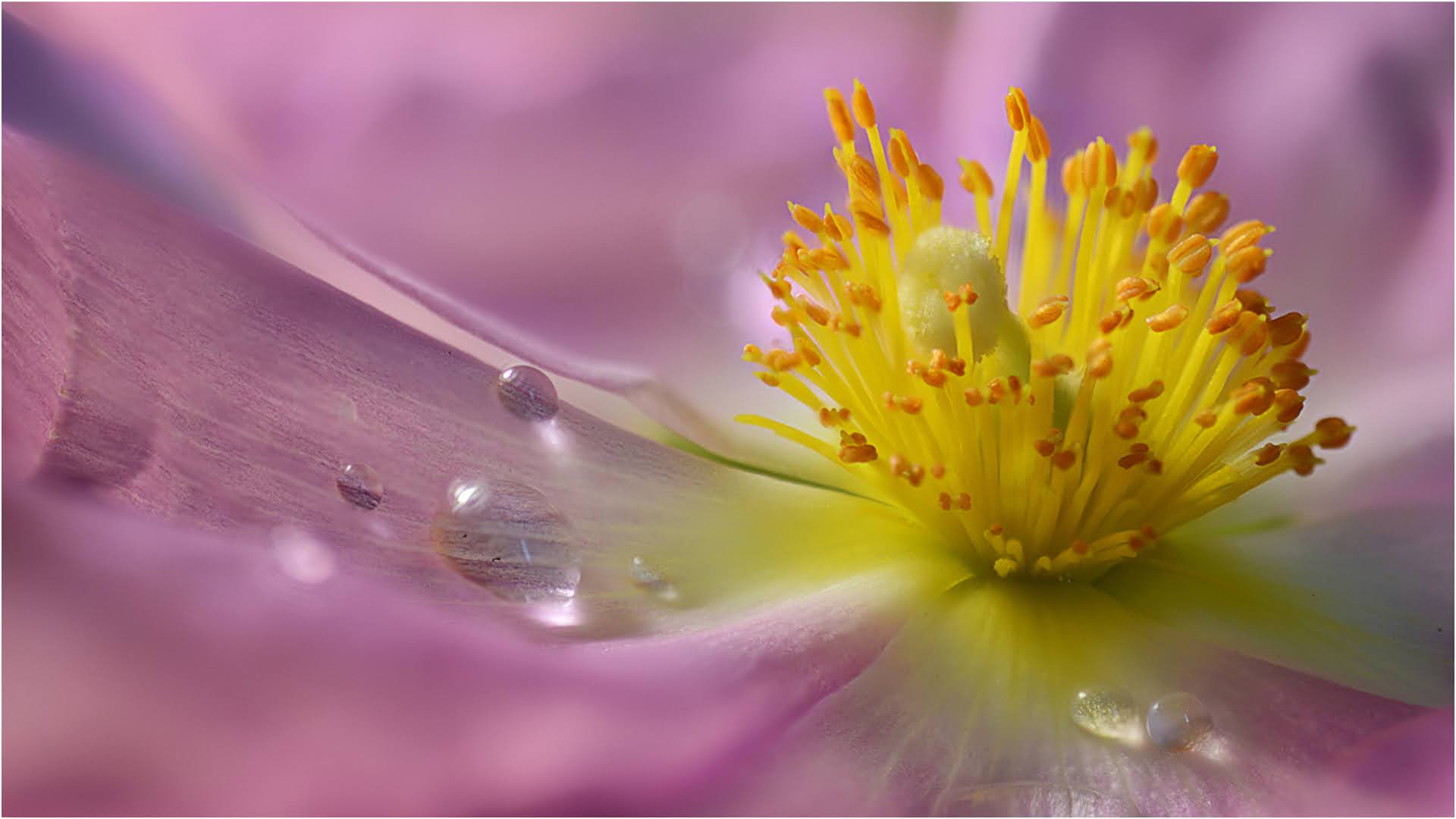 Pistil
